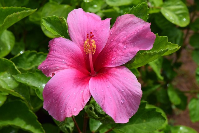 hibiscus-1097250_1920.jpg