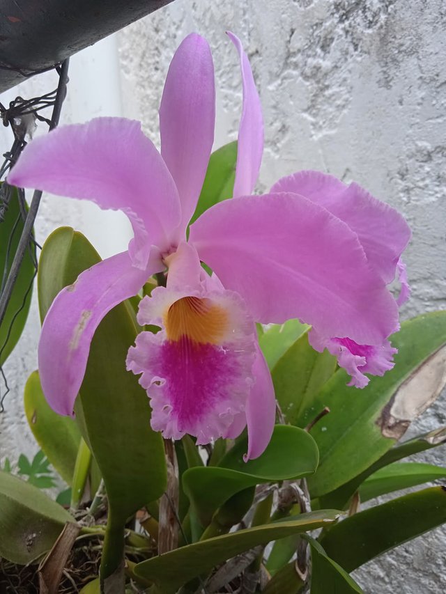 La hermosa orquidea y su fragante olor 2.jpg