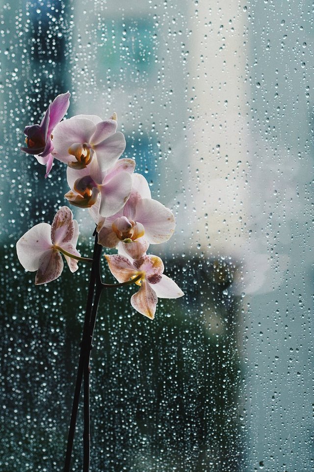 free-photo-of-flowers-near-window-in-rain.jpeg