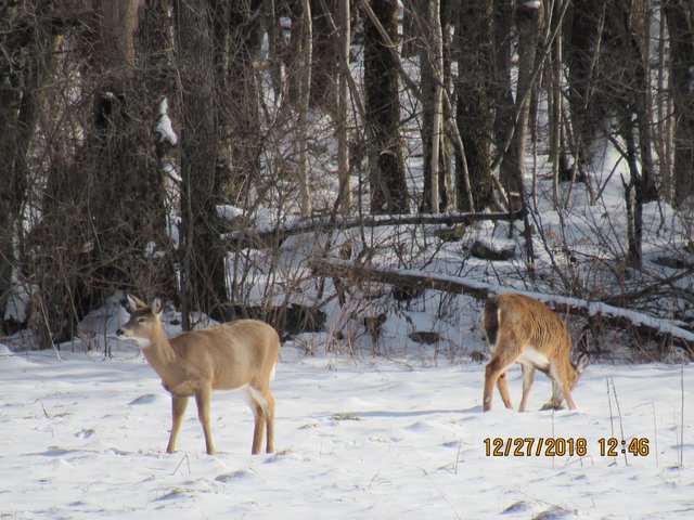 IMG_0185.JPG