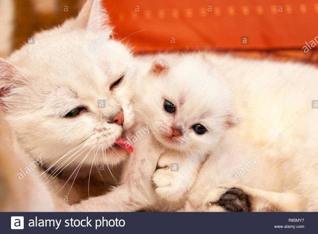 white-british-cat-mom-hugs-and-licks-her-little-baby-kitten-kitten-hugs-with-her-mother-R85MY7(1).jpg