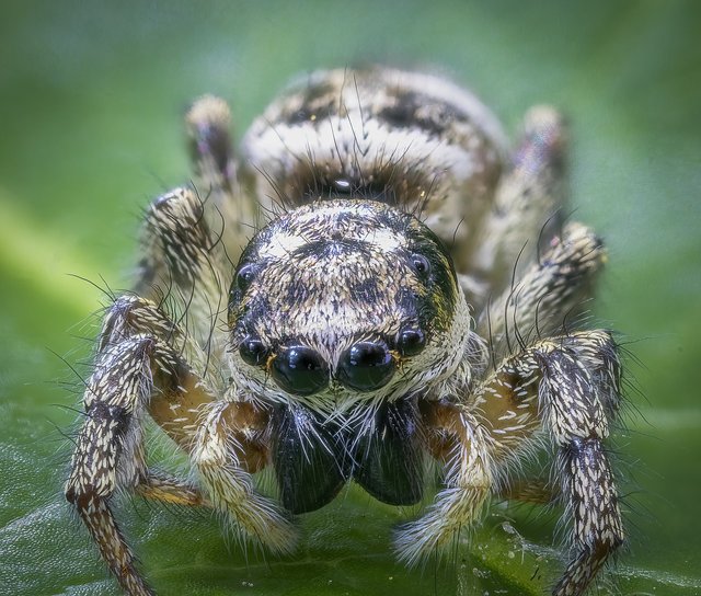 zebra-jumping-spider-5237853_1280.jpg