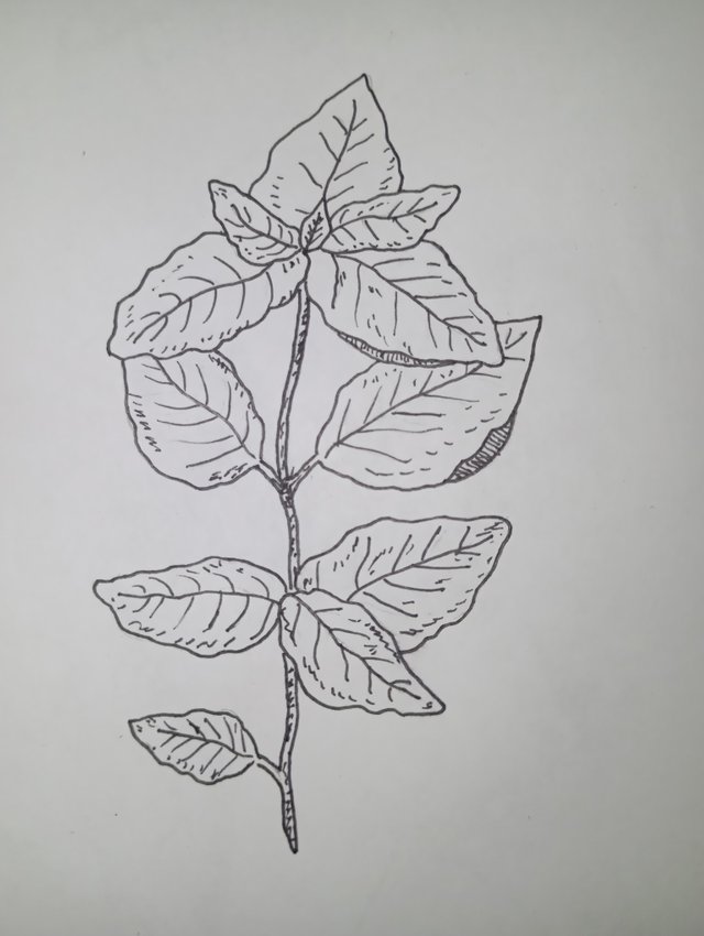 1000081229.jpg