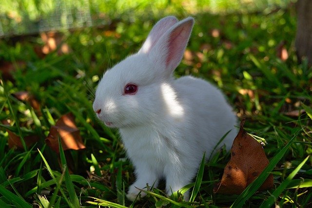 rabbit-3273992_640.jpg