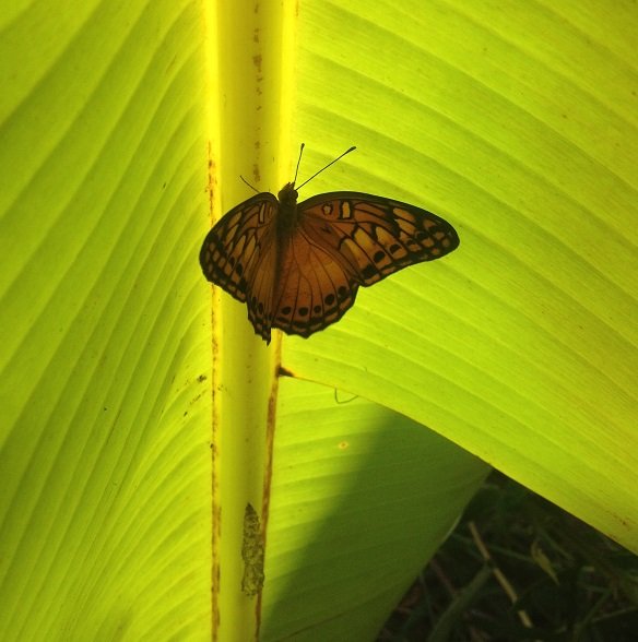 mariposa 1.jpg