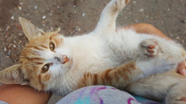 Katze Pfadfinderlager Izmir.jpg