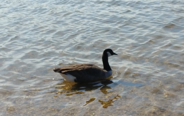 duck,ducks,goose-9.jpg