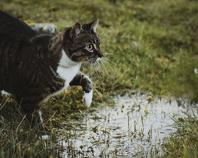 professional-outdoor-cat-photoshoot-wally-roops-pet-photography-7-5e84556e2e34c__700.jpg