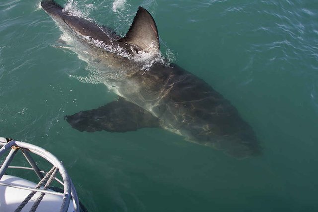 Sharks come close to the cage in Gansbaai.jpg