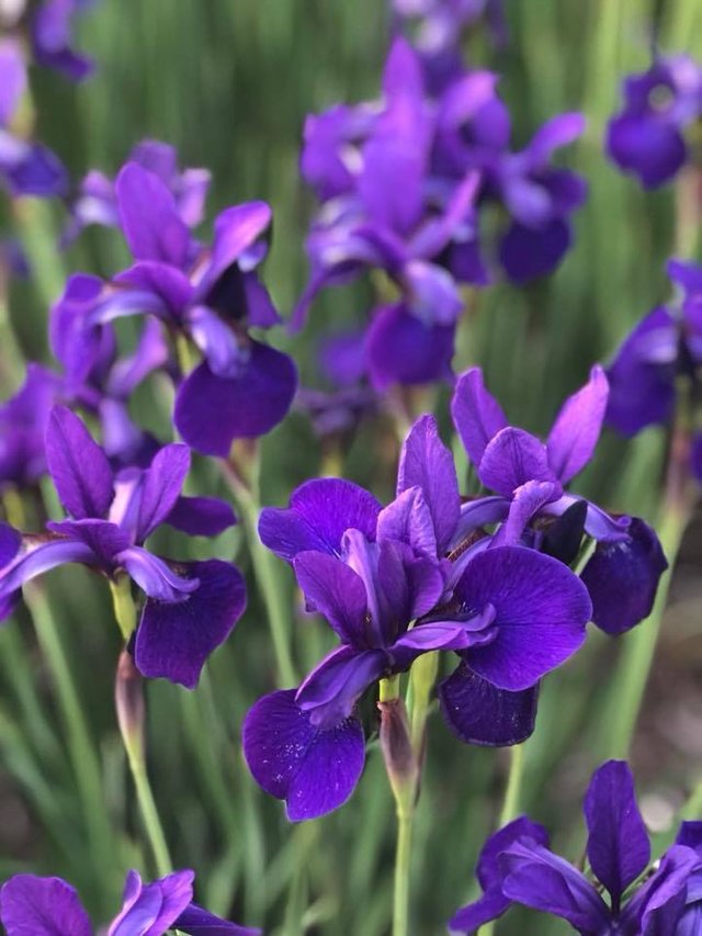 purple wildflowers 2.jpg