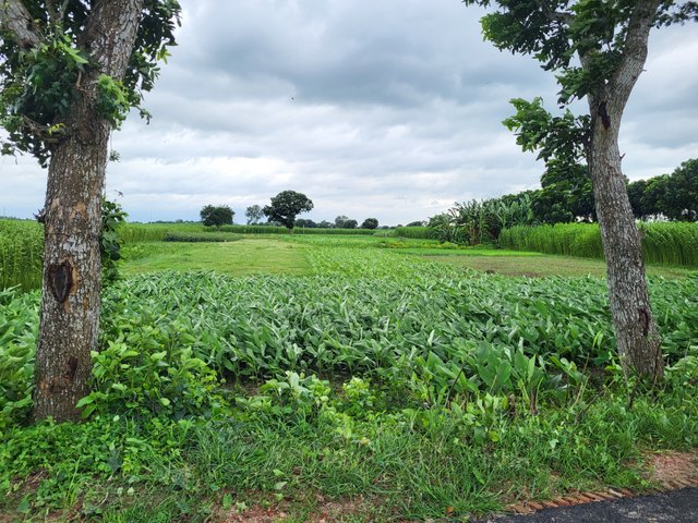 20250726_121920.jpg