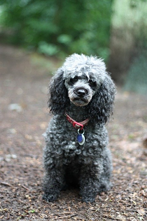 poodle-5320362_960_720.jpg