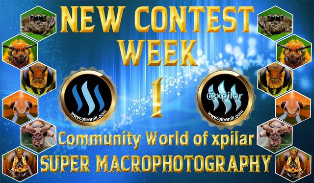 contest super macrography.jpeg