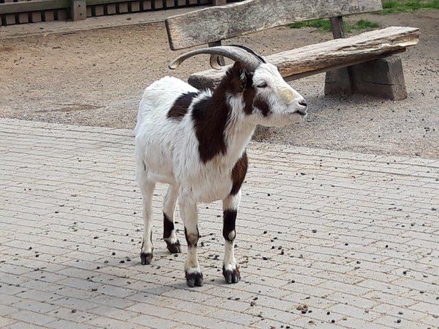 Dailypetphotography Sweet Goats Susse Ziegen Steemit