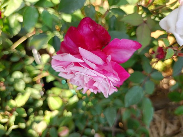 IMG20250116124725.jpg