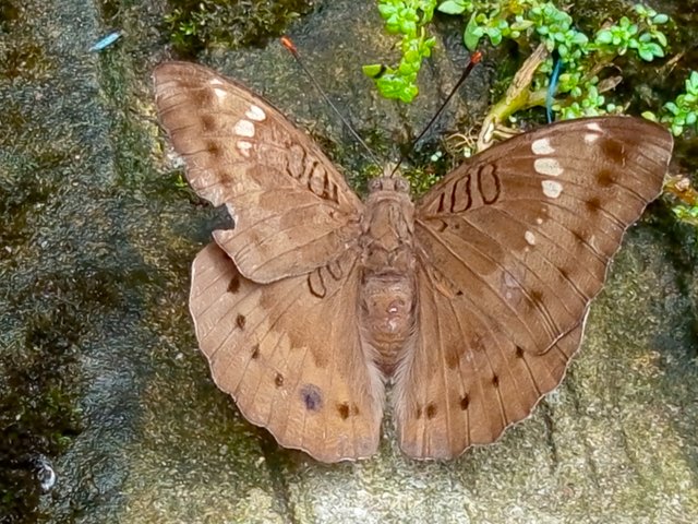 প্রজাপতি (3).jpg