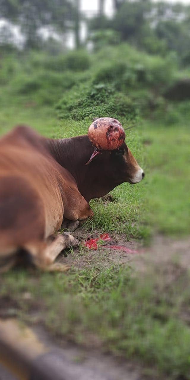 K - Picture taken just a few days back, with the infected horn bleeding heavily..jpg
