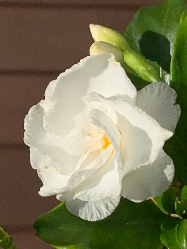 flower112.jpg