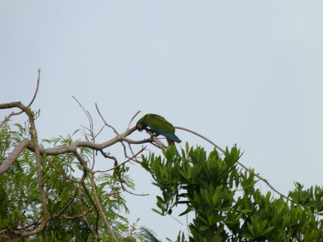Parrot (5).JPG