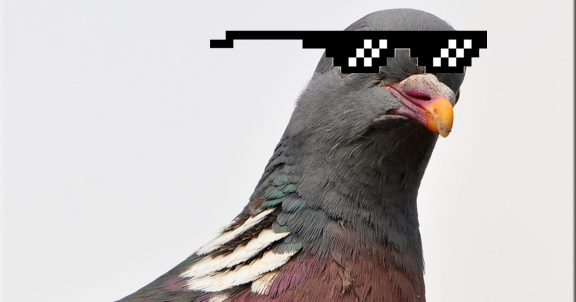 Pigeon.png