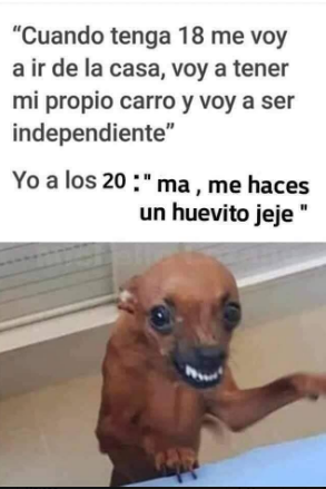 Meme perro.png