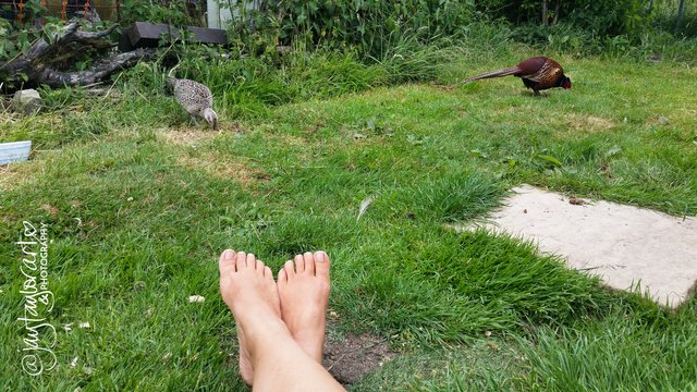 barefoot-chickenfield-pheasants.jpg