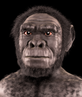 Homo_habilis_-_forensic_facial_reconstruction.png