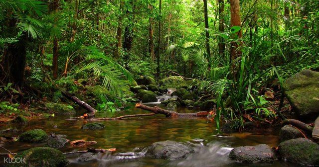 Sinharaja Rainforest Day Trek from Colombo.jpg