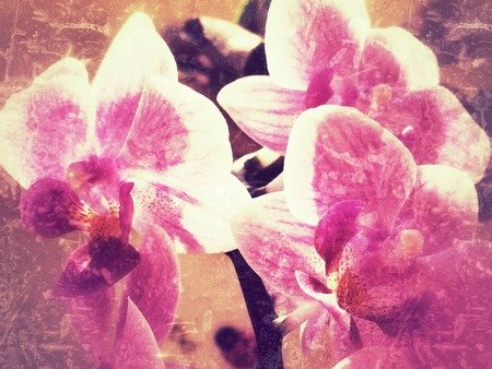 54632344-beautiful-purple-orchid-flower-tree-with-sunset-tone.jpg