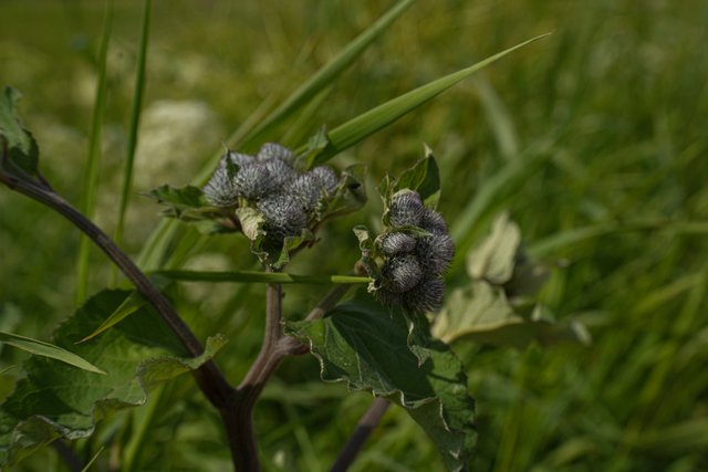 DSC09440.jpg