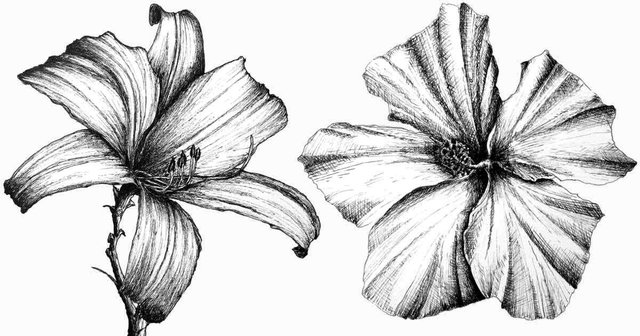 og-how-to-draw-flowers.jpg