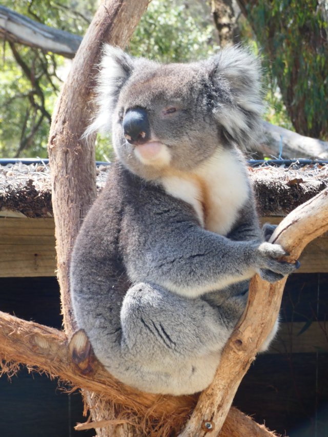 koala1.jpg