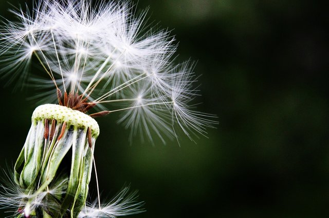 dandelion-1452219_1280.jpg