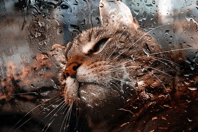cat-862888_640.jpg