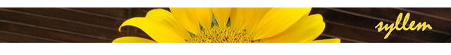 separador (2).png