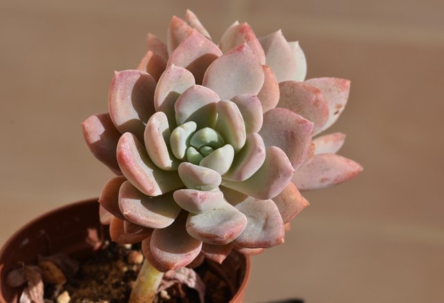 Echeveria pink no ID 1.jpg