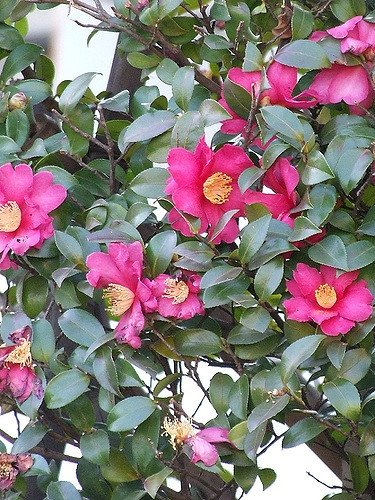 Camellia-sasanqua--8mitsu--CC-BY-NC-ND.jpg