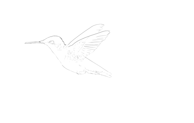BirdSketch_00.png
