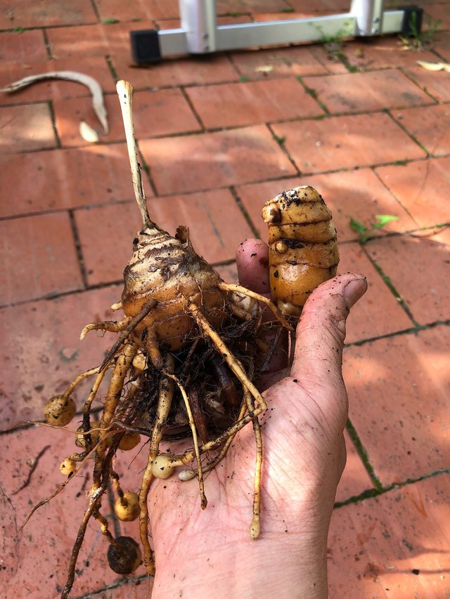 Medium black turmeric rhizomes