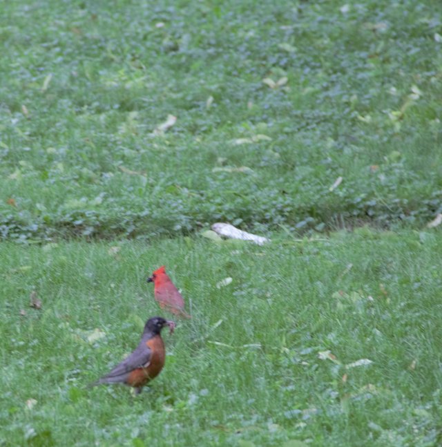 Cardinal- Robin.jpg