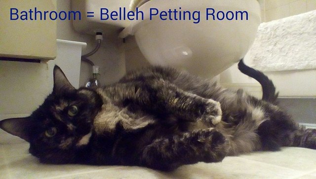 maggie belleh petting room.jpg