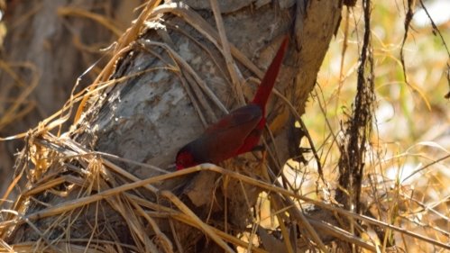 red finch_004.JPG