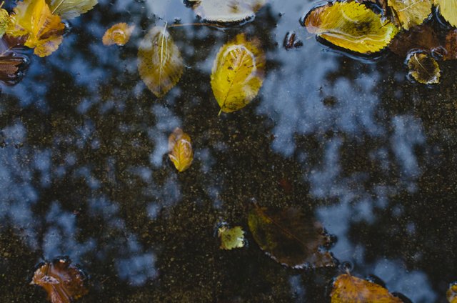 Leaves in the rain puddle.JPG