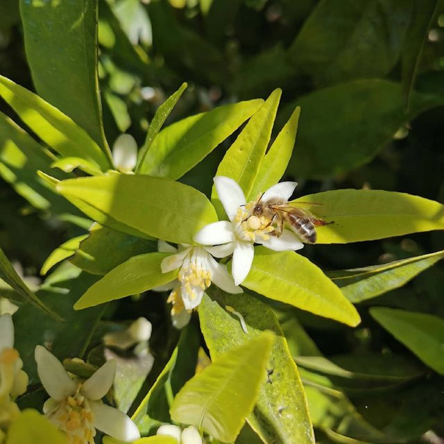 Honey Bee (1).jpg