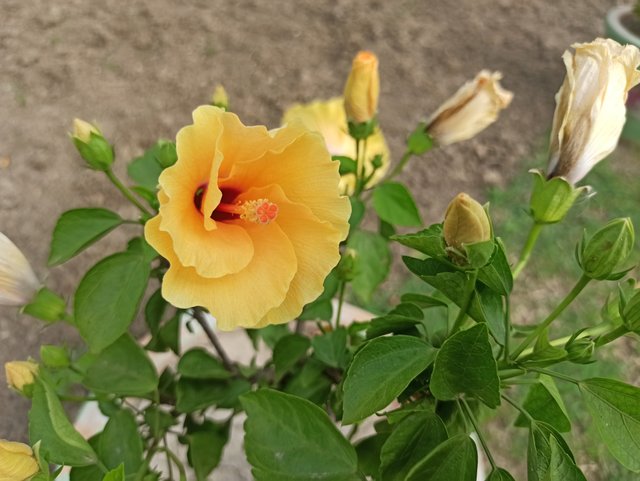 IMG_20220611_154309.jpg