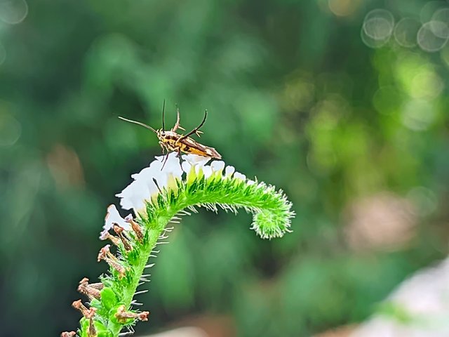 RIYAN_20240614_162145_🦋Macro Bee pro (LMC17) by Riyan.PORTRAIT.jpg