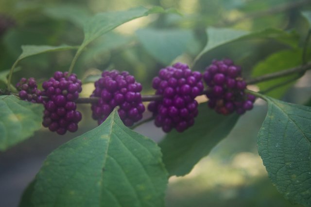 Purple Berries-0979.jpg