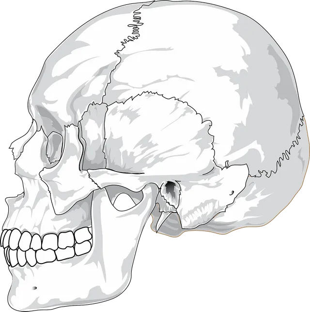 skull-31060_1280.webp