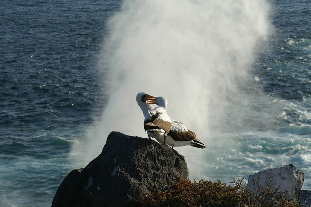 albatrosses-1220333_1280.jpg