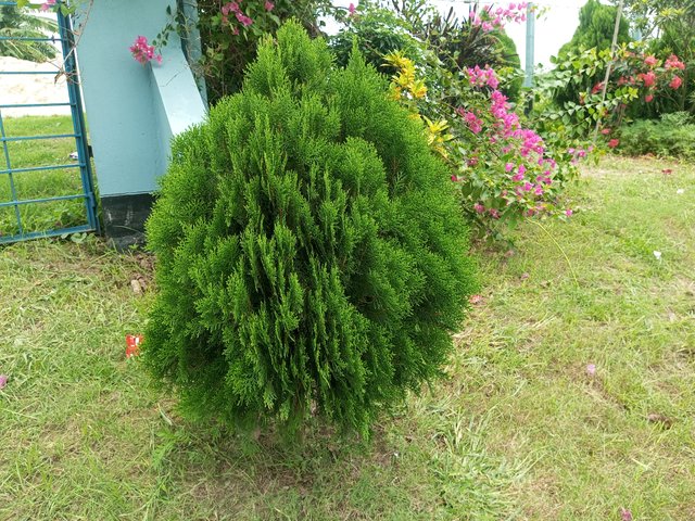 IMG_20250601_114926_917.jpg